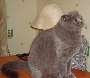 Шотландская вислоухая кошка, Скоттиш фолд окрас: Голубой, Y.Katalina Super Fold