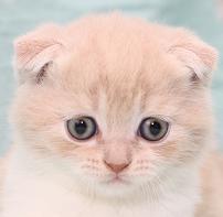 Скоттиш фолд Шотландский вислоухий кот, окрас: Черный мраморный браун с белым, Z.Cherry Tiggo SuperFold 