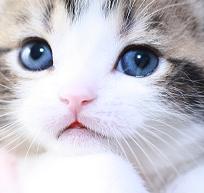 Скоттиш Шотландский кот, окрас: Черный мраморный браун с белым, Y.Frenses SuperFold 