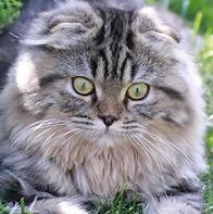 Хайленд фолд Шотландский вислоухий полудлиношерстный кот, окрас: Черный браун тебби, Z.Dandy SuperFold 